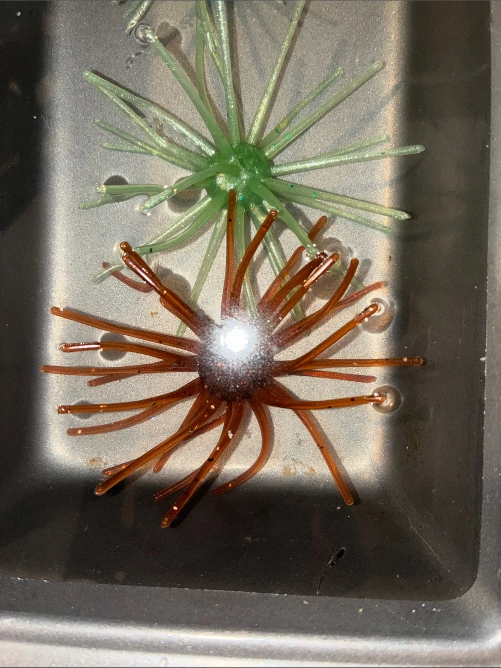 BURNT-MOTOROIL 4 INCH URCHIN